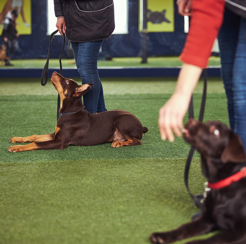 12 Easiest Dogs to Train - Doberman Pinscher 12 easiest dogs to train doberman pinscher