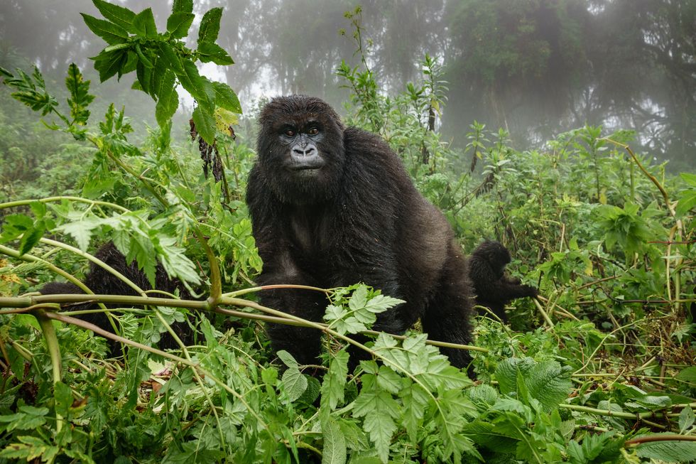 Female mountain gorilla observing tourists in the forest