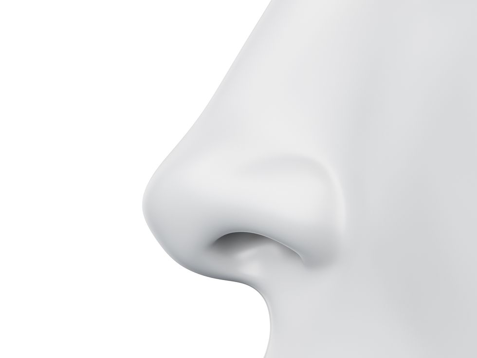 female nose, illustration