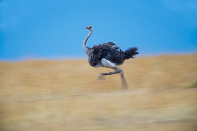 female ostrich struthio camelus running, side view blurred motion