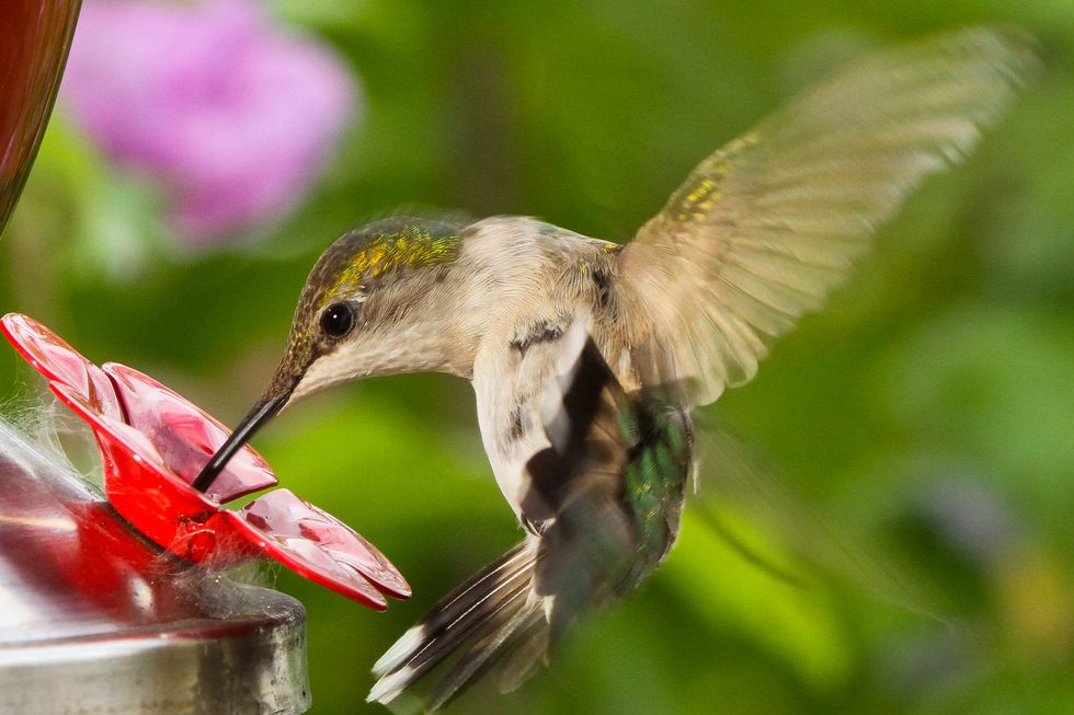 hummingbird food recipe instructions
