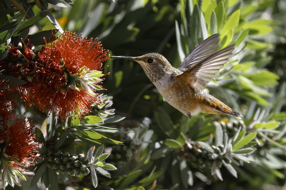 female selasphorus hummingbird in flight