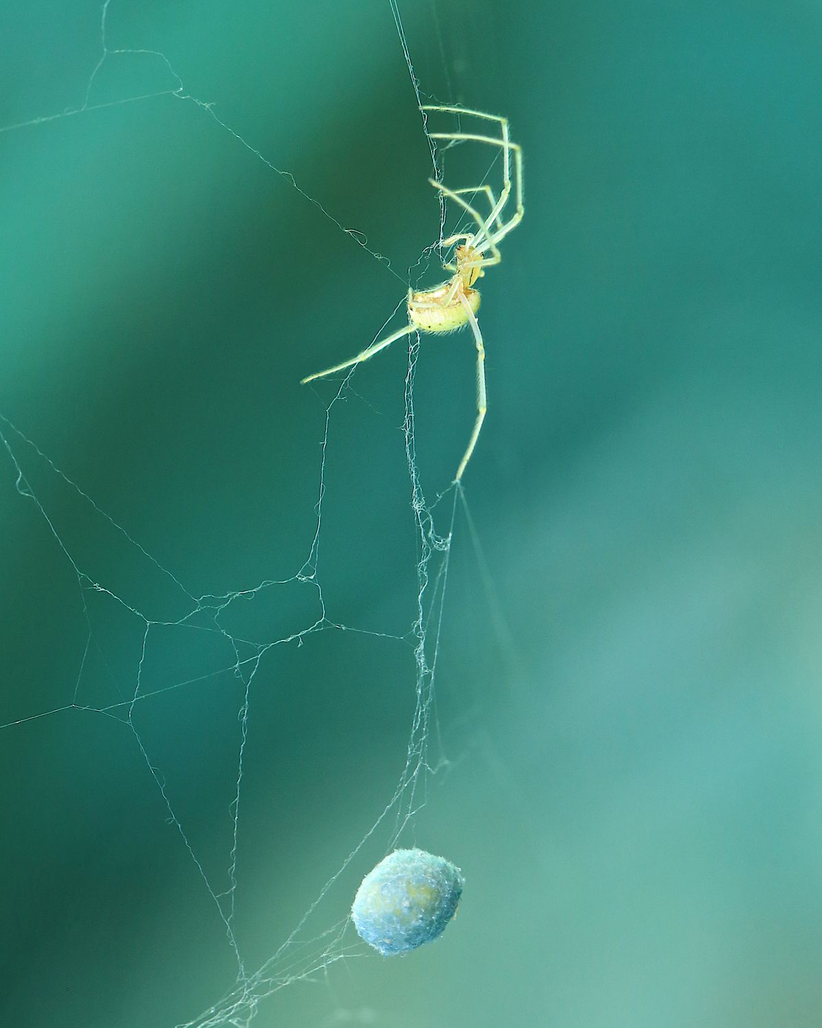 female spider with eggs