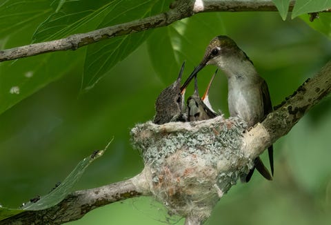 femelle colibri et ses deux petits