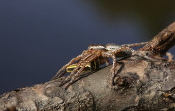 fen raft spider kills caterpillar