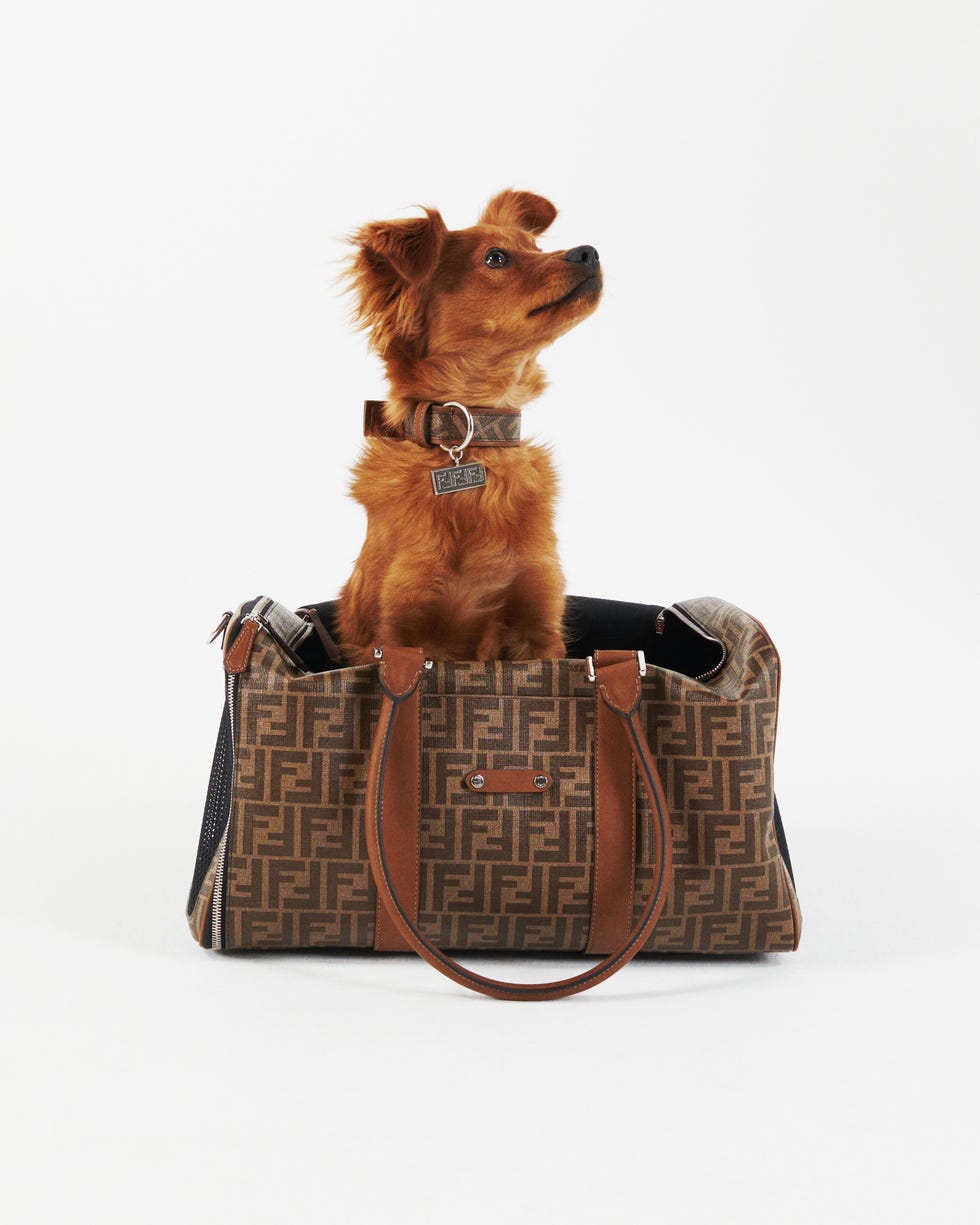 Constantin Canvas Tote Bag Dog Carrier - Green