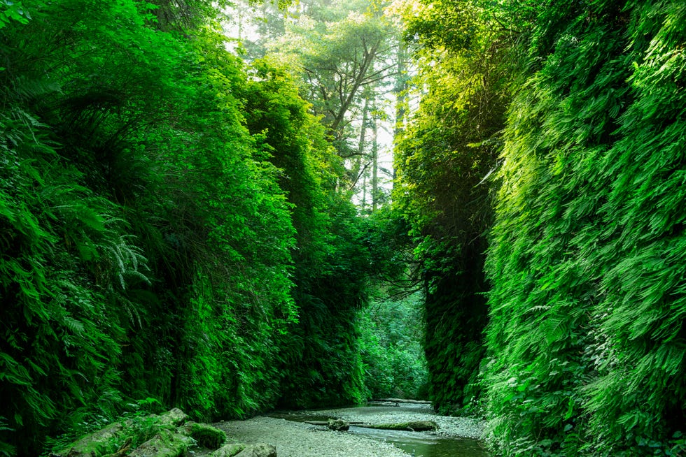 Fern Canyon