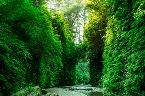 fern canyon