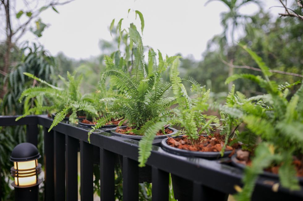 fern in pot.