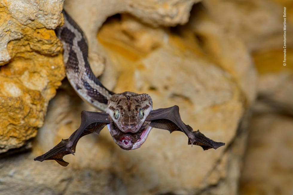 The bat-snatcher by Fernando Constantino Martínez Belmar, Mexico Winner, Behaviour: Amphibians and Reptiles In de categorie Amphibian and Reptile Behavior won dit jaar Fernando Constantino Martnez Belmar Op zijn foto zie je een slang Pseudelaphe phaescens uit Yucatan met een vleermuis in zijn bekDit is niet ongewoon in de Grot van de hangende slangen in Mexico De foto is echter uniek doordat de fotograaf het gedrag bij weinig licht en in een fractie van een seconde vast heeft weten te leggen voordat de slang zich in zijn hol terugtrok