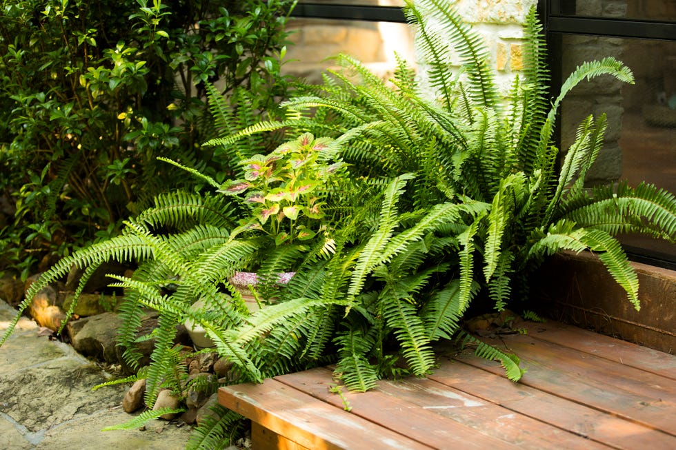 green ferns growing outdoors