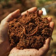 jumping worms fertile soil with earthworm