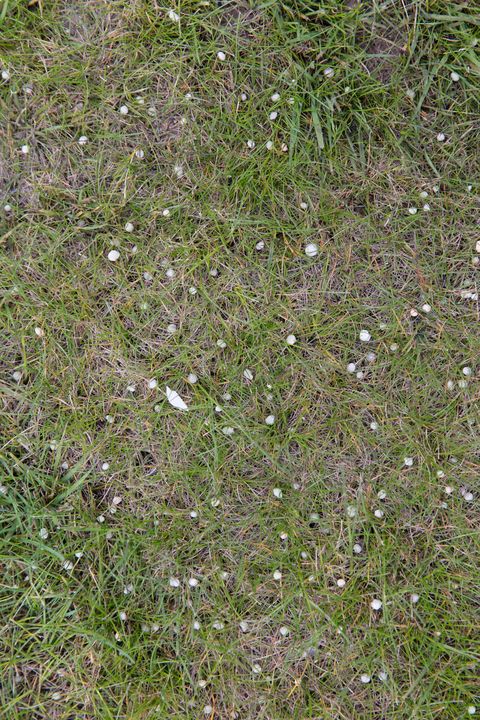 lawn fertilization, fertiliser grains and ferrous sulphate powder on a lawn, when to fertilize lawn, grass fertilizer tips