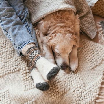 festive socks on legs and cute golden retriever dog on carpet family relax time winter christmas holidays and hygge concept atmospheric moments lifestyle