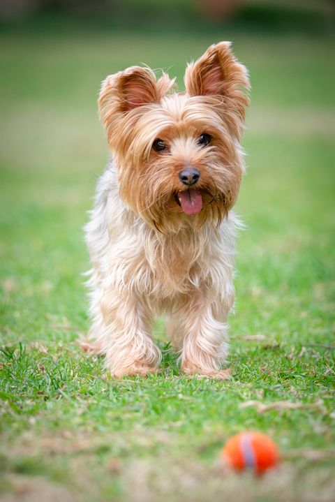 dogs that dont shed yorkshire terrier