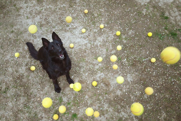 a black dog with tennis balls flying around him