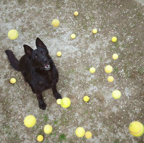 Fetch a black dog with tennis balls flying around him