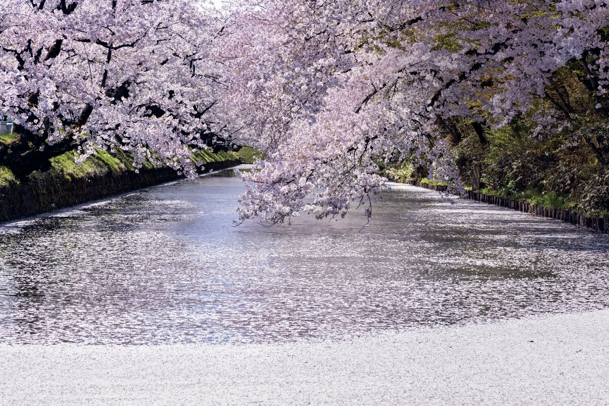 見渡すかぎりの桜絶景！一生に一度は観ておきたい「三大桜名所」