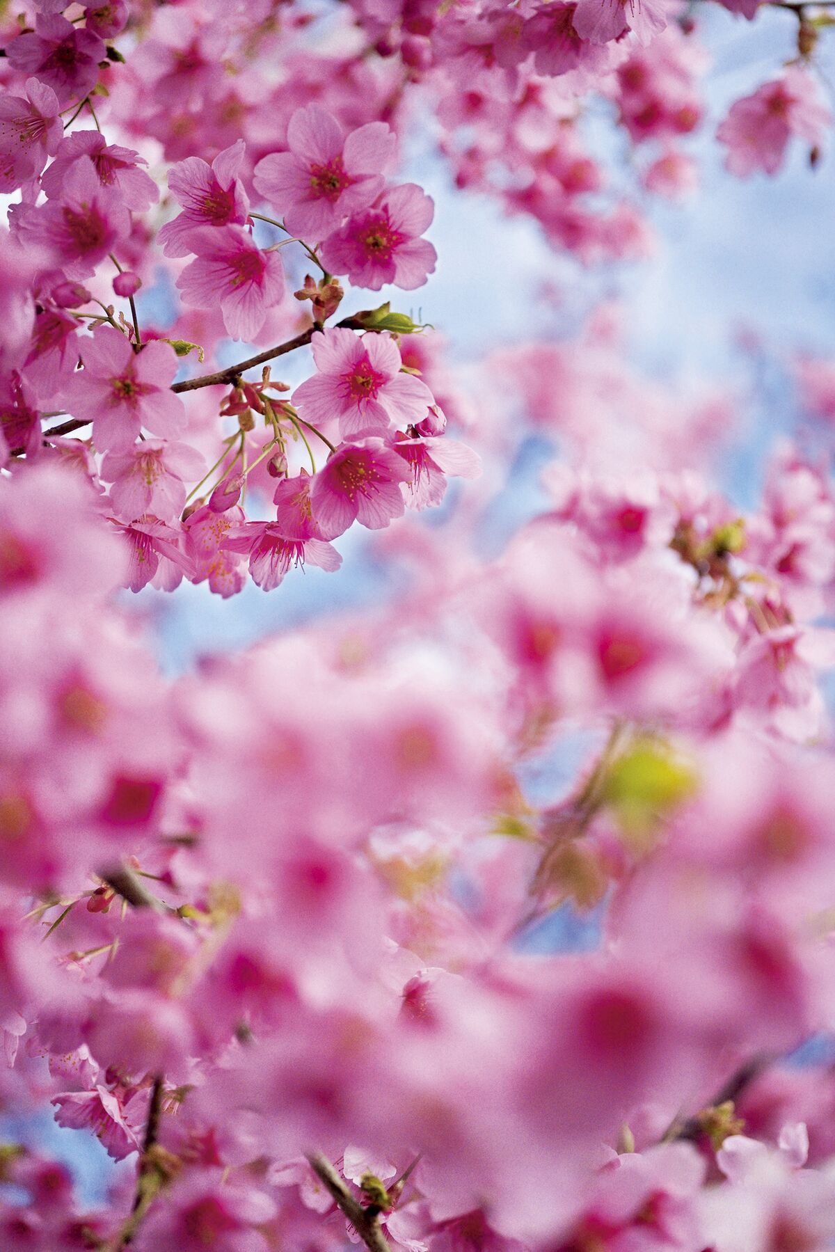 アート花見】時空を超えた美の世界へ。絵画に工芸に、爛漫と咲く桜を