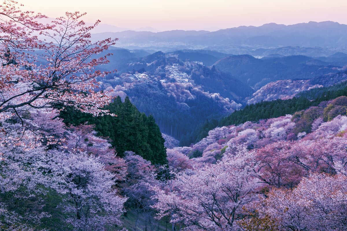 見渡すかぎりの桜絶景！一生に一度は観ておきたい「三大桜名所」