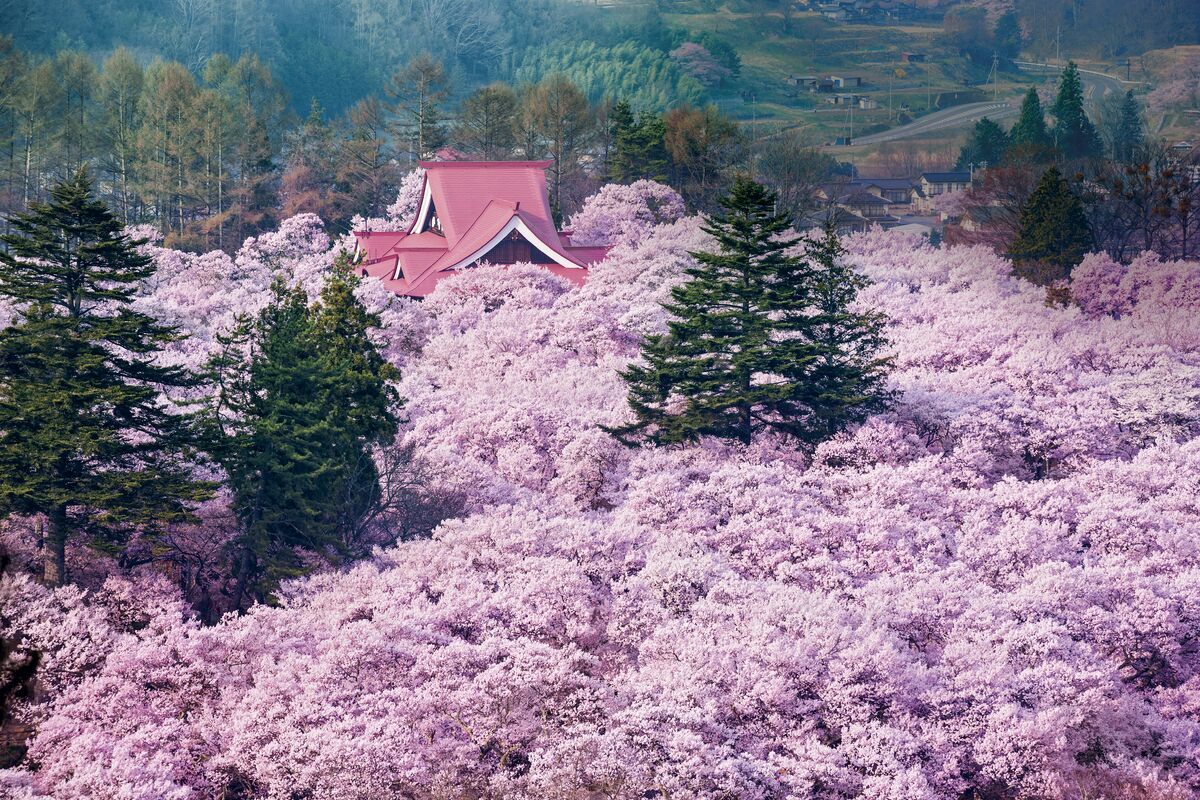 見渡すかぎりの桜絶景！一生に一度は観ておきたい「三大桜名所」