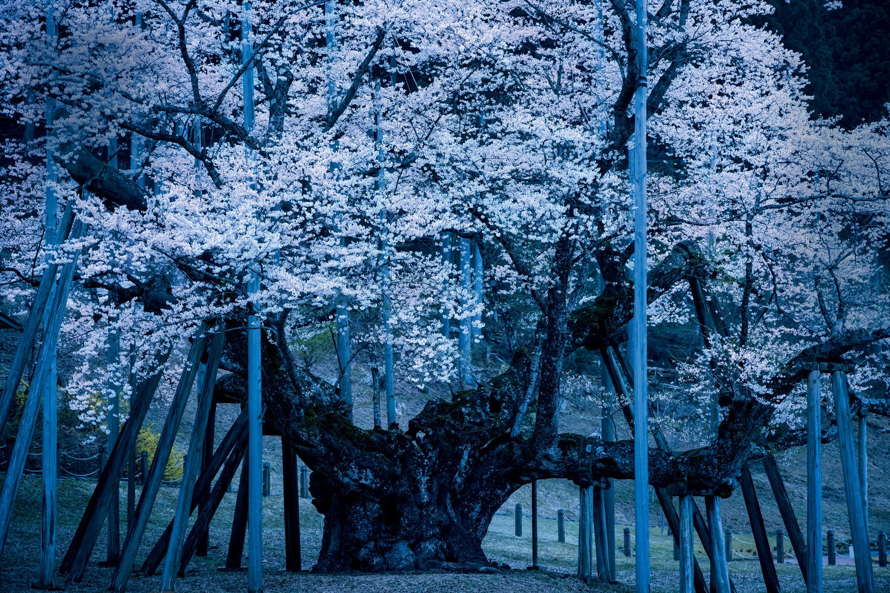 淡墨桜［岐阜］小説に、着物に、作家・宇野千代さんを魅了した幽玄の木