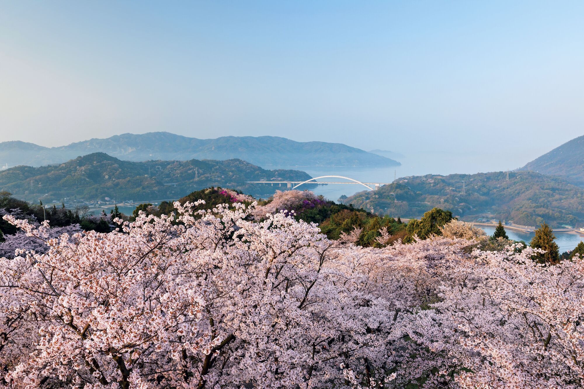 桜の季節に出掛けたい日本の島｜隠岐、松島・大島、瀬戸内の島、佐渡島