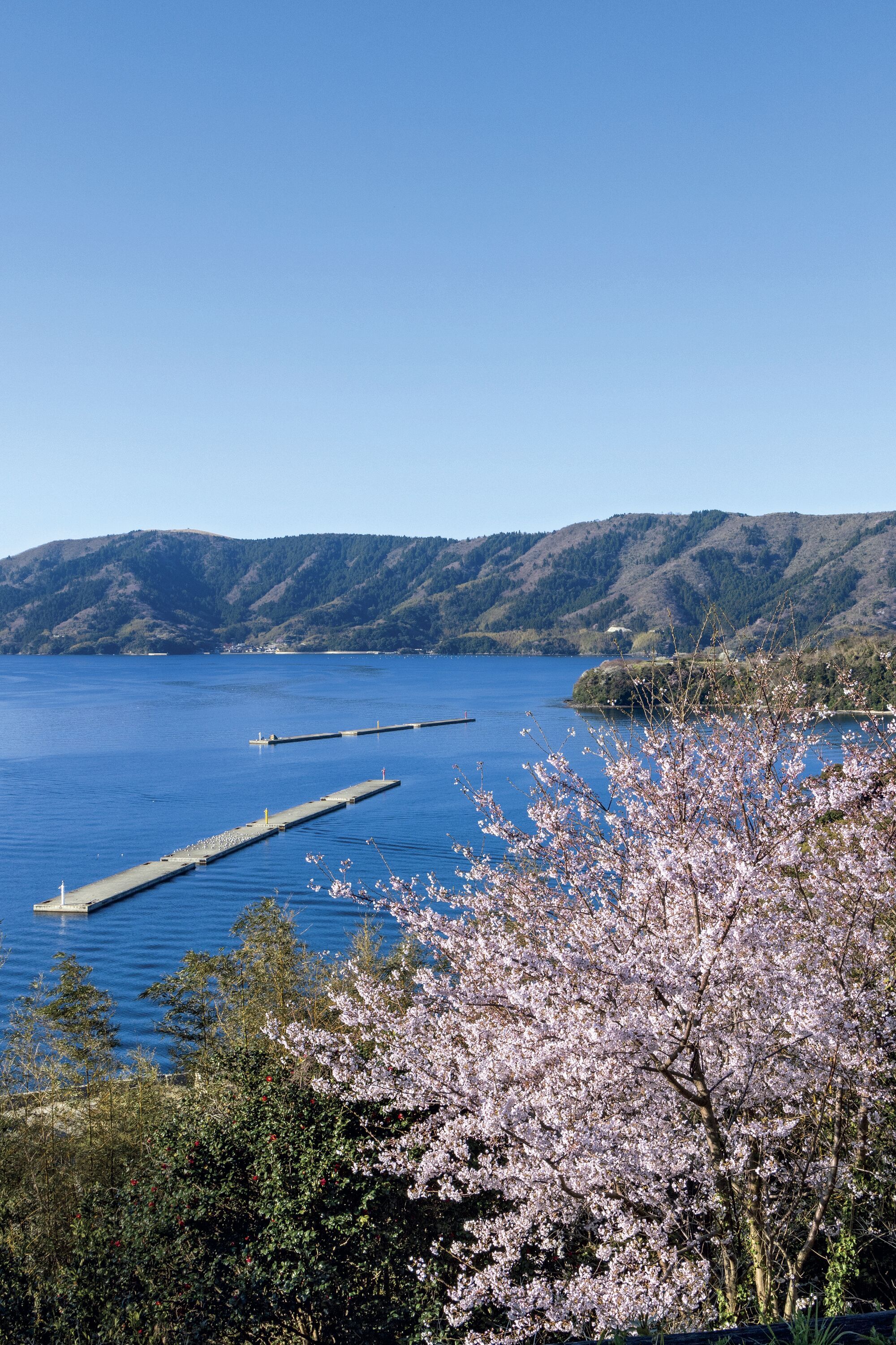 桜の季節に出掛けたい日本の島｜隠岐、松島・大島、瀬戸内の島、佐渡島