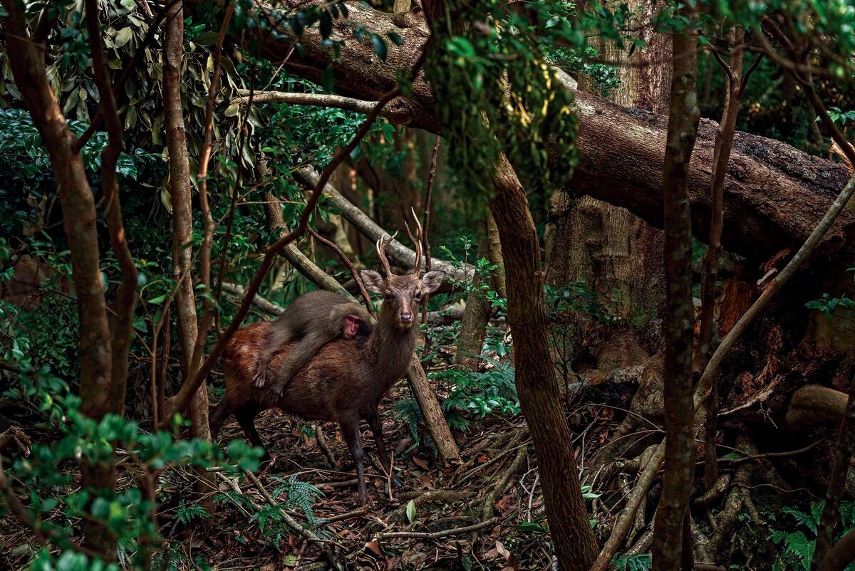 写真家の大島淳之さんが屋久島で捉えた神秘の森の住人、ヤクシマザルの