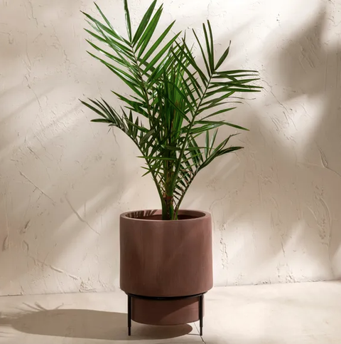 palmera en maceta de barro