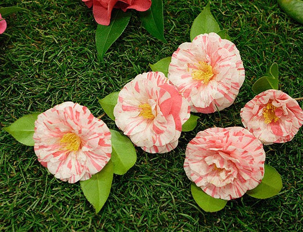 camelias