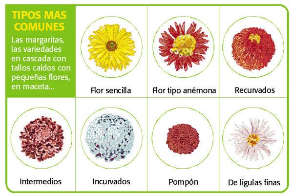Variedades de crisantemos