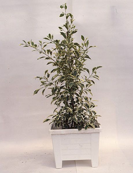 grey, flowerpot, plant stem, annual plant, vase, subshrub, hemp family,