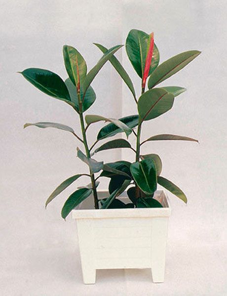 Flowerpot, Leaf, Botany, Plant stem, Terrestrial plant, Interior design, Houseplant, Flowering plant, Annual plant, Herbaceous plant, 