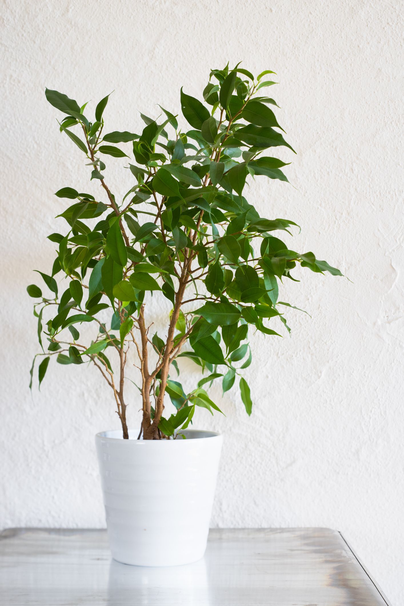 15 Oversized House Plants - Best Tall Plants to Online