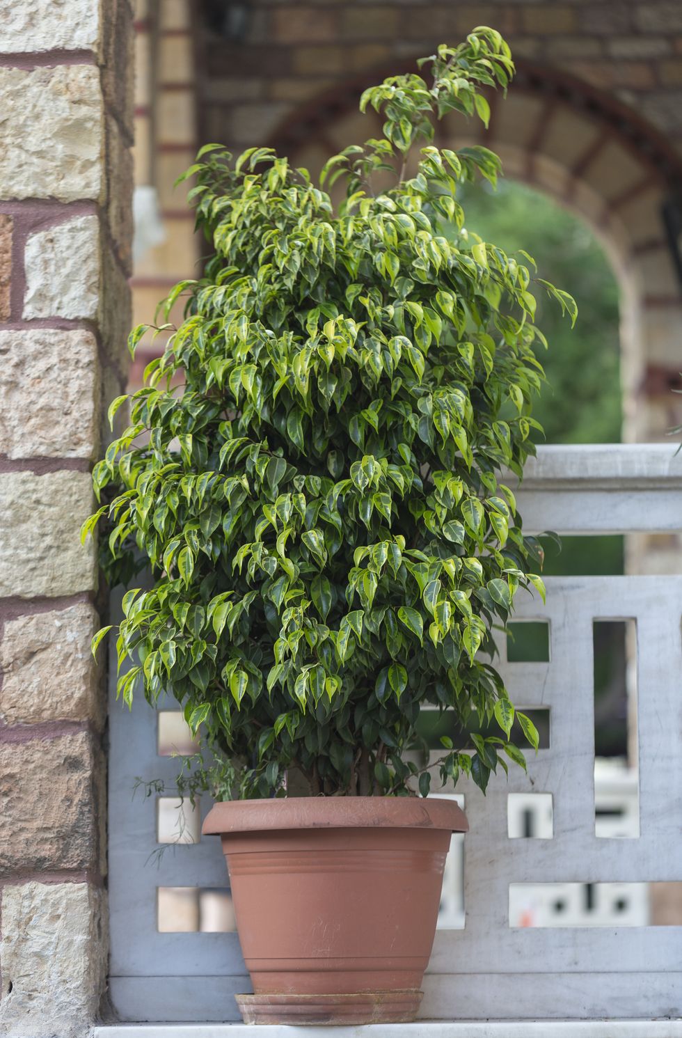 ficus benjamina