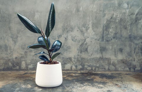 Las mejores plantas de interior para la salud planta de goma ficus elastica.