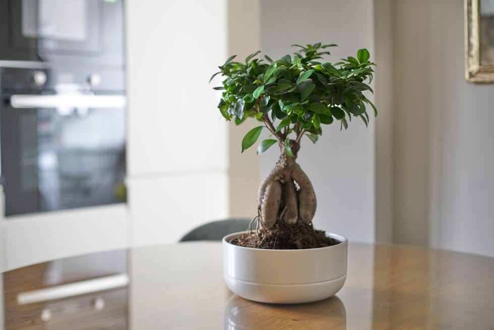 ficus ginseng ficus retusa bonsai tree plant