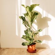 ficus lirata in wickr pot on wooden table minimal front view copy space