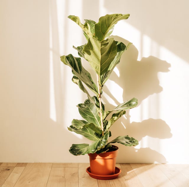 fiddle leaf fig