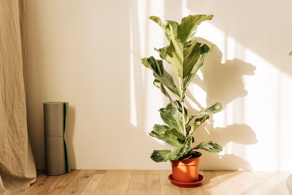 ficus lirata in wickr pot on wooden table. minimal. front view. copy space.