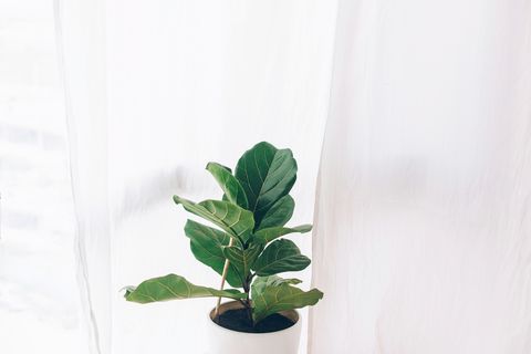 living room plants fiddle-leaf fig