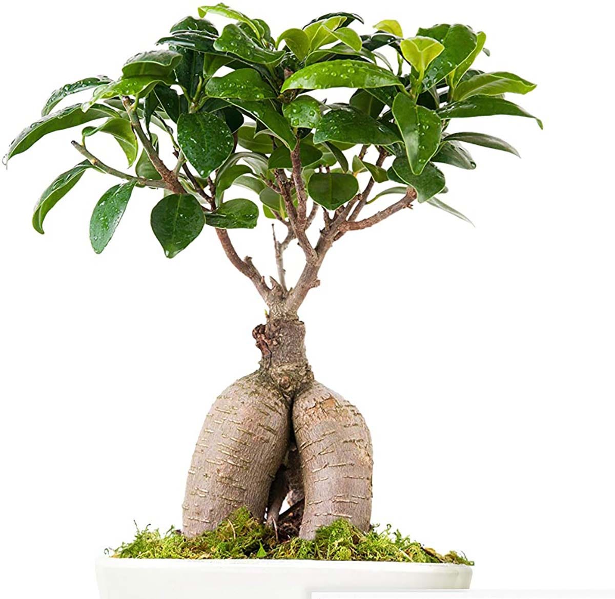 ficus lyrata
