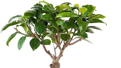Ficus: cuidados y para decorar tu casa