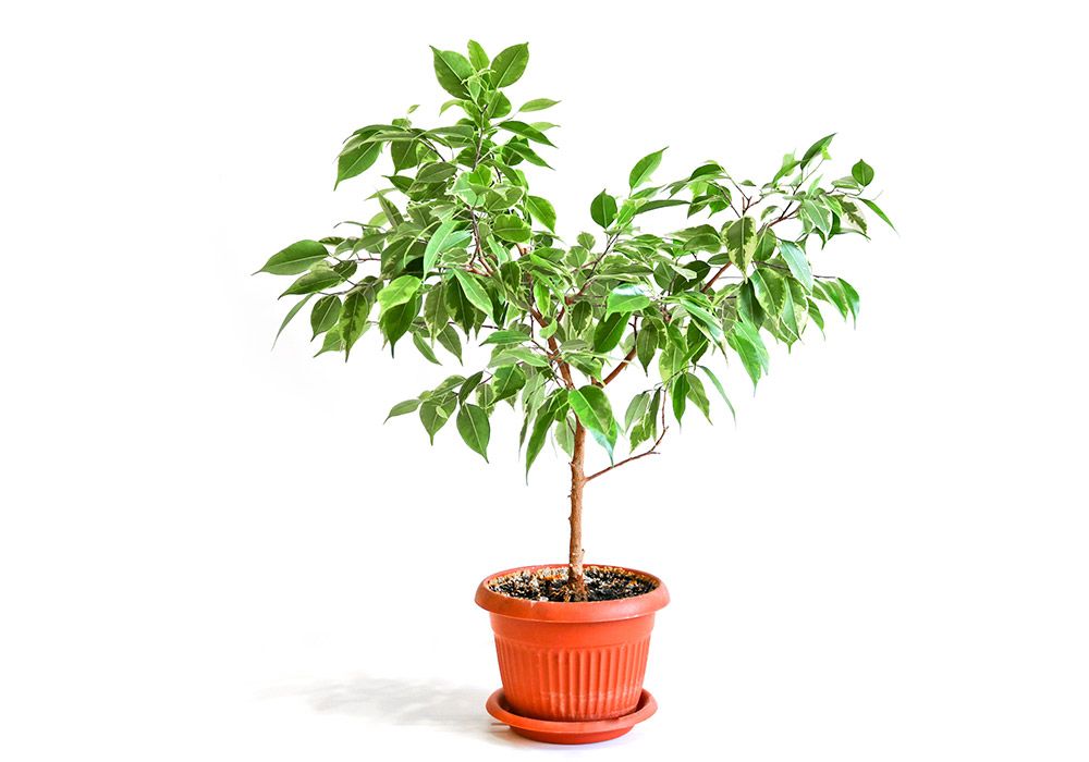 Real Indoor Ficus Tree