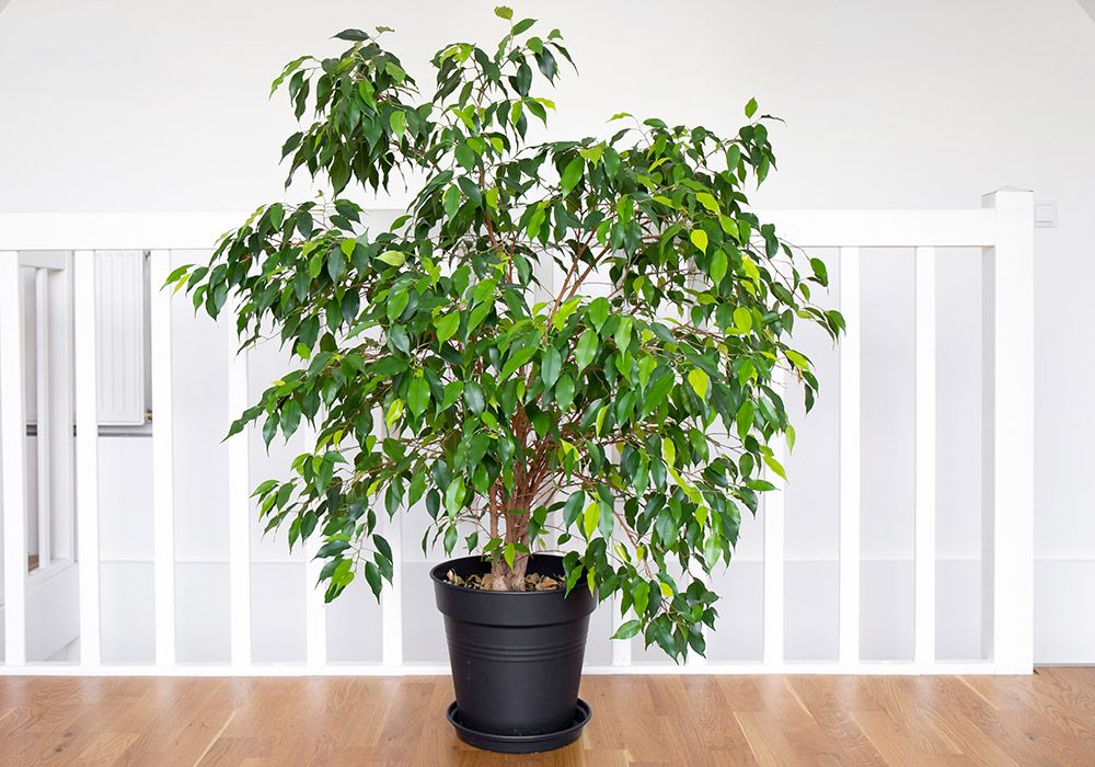 How to Care for a Ficus Tree Indoor Ficus Tree