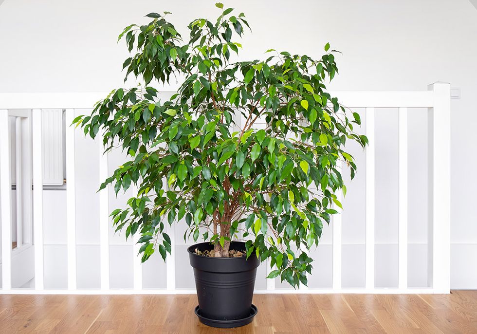ficus tree care with a tree inside of a house