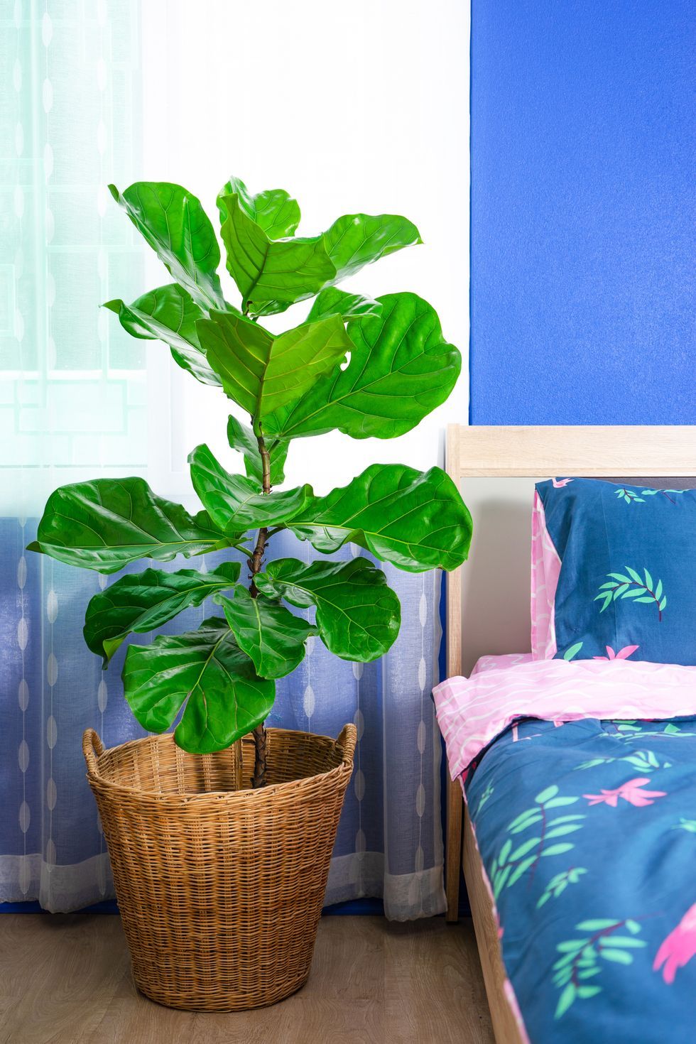 best aesthetic plants fiddle leaf fig