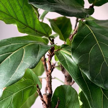 fiddle leaf fig, ficus lyrata, sitting in a sunny area at home ficus lirata close up detail houseplant