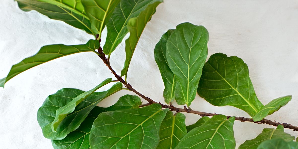 Fortælle forsøg Se venligst Fiddle Leaf Fig Tree Care - How to Grow a Fiddle Leaf Fig